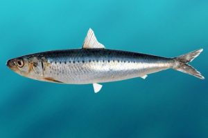 sardine